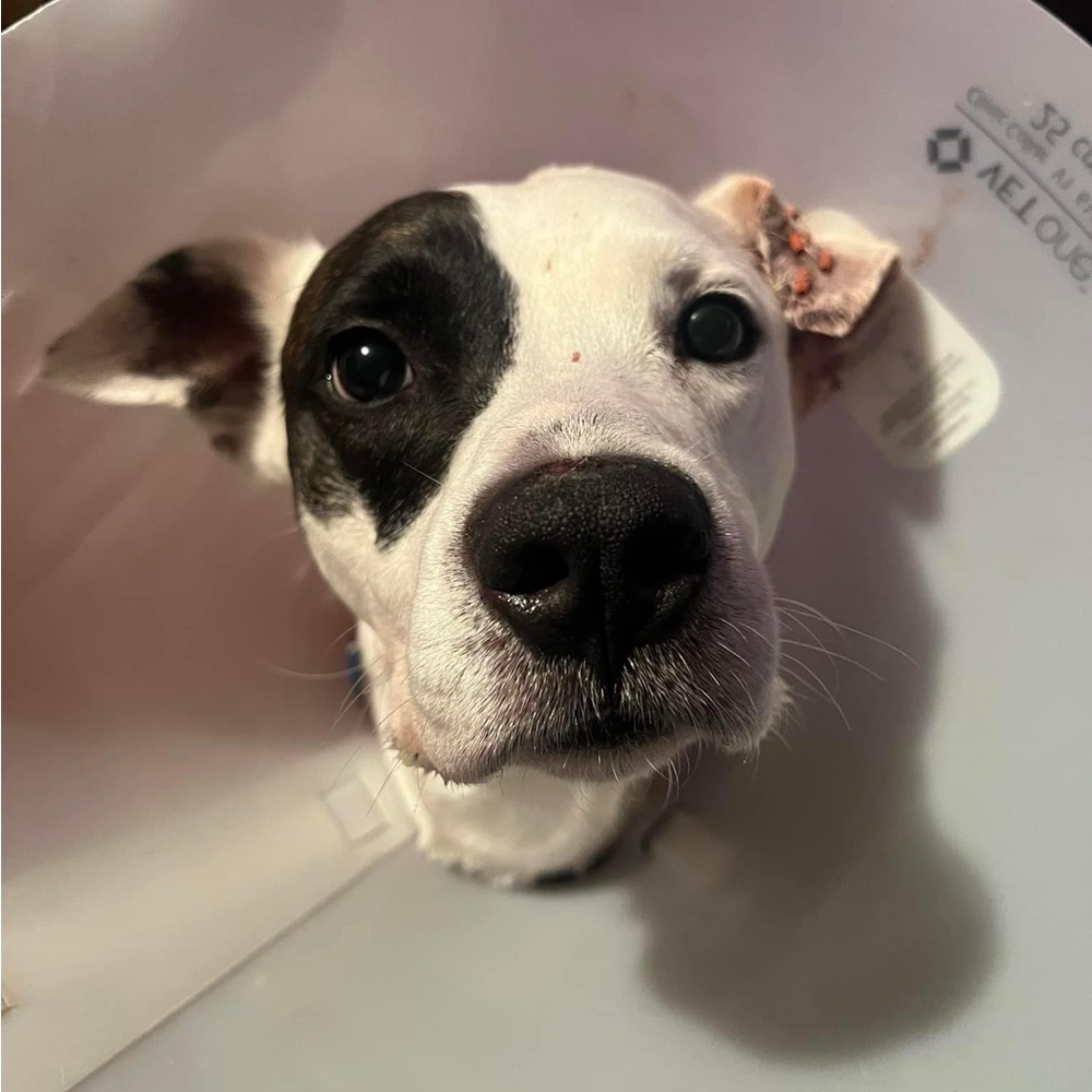 🌟🦴Sloan’s recovery donation 🦴❤️ - Picture 10 of 13